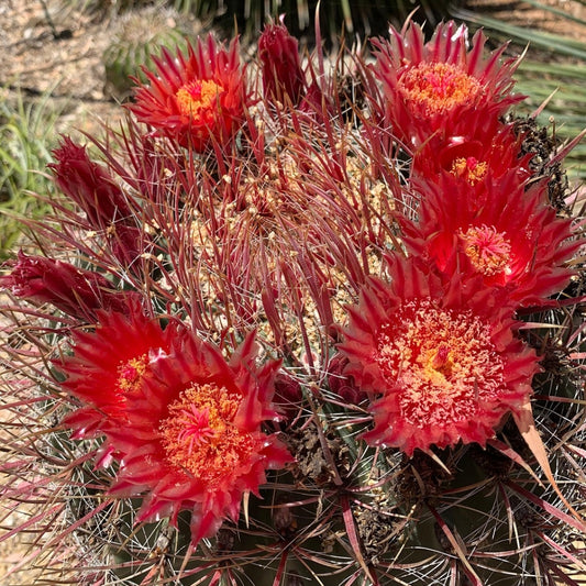 Ferocactus Wislizeni - 10 Zaden