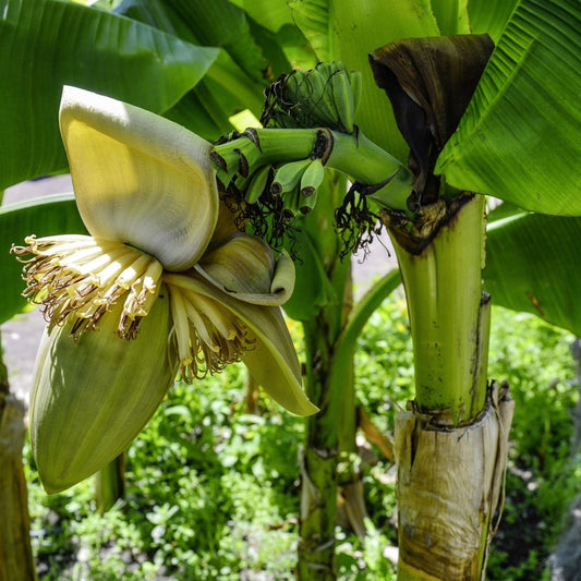 Bulada Banaan - 10 Zaden