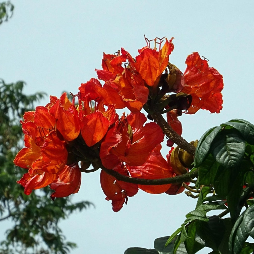 Afrikaanse Tulpenboom Zaden