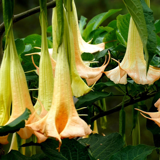 Engelentrompet - 10 Zaden