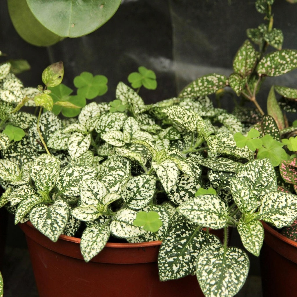 Hypoestes phyllostachya Coloratus WIT Zaden
