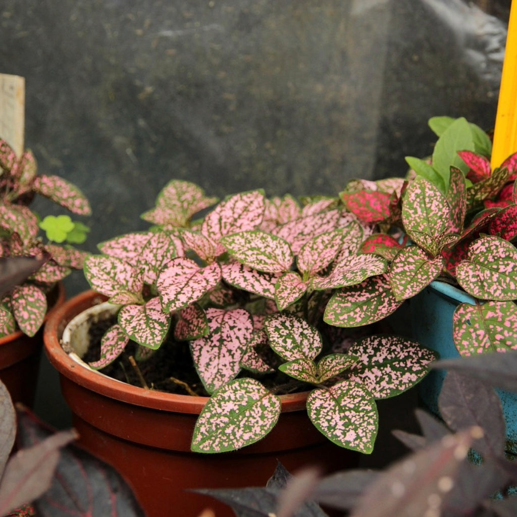 Hypoestes phyllostachya Coloratus PINK Zaden