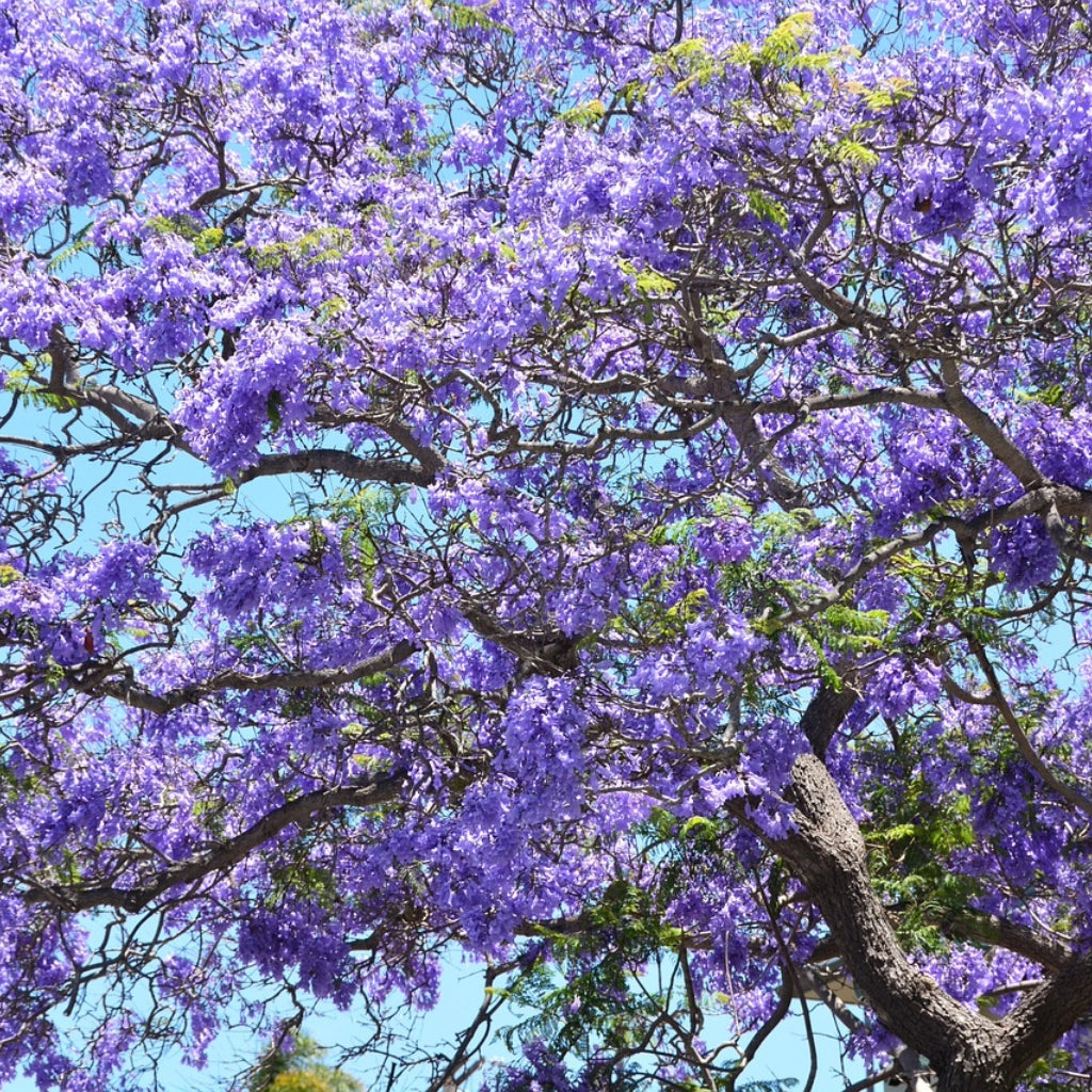 Blauwe Jacaranda Zaden