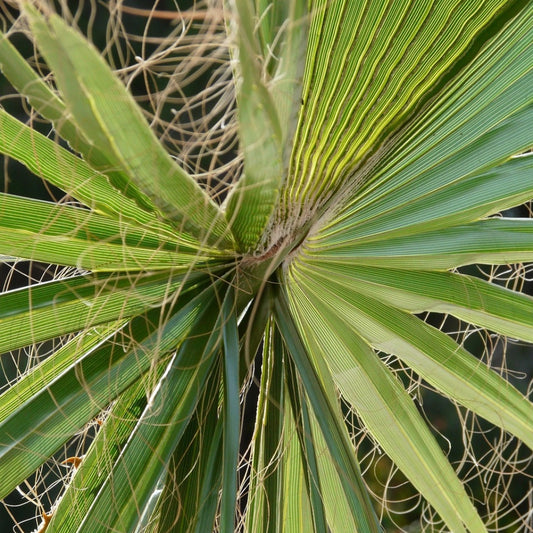 Trachycarpuszaden Mysteryset