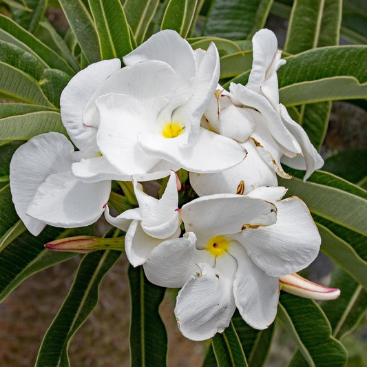 Madagaskar palm - 10 Zaden