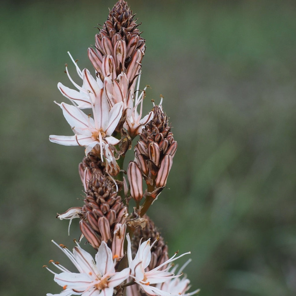 Holstelige Asphodel Zaden