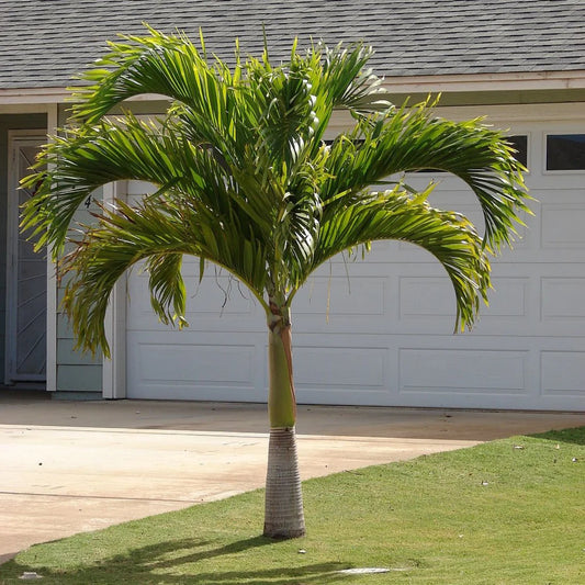 Manilla palm - 5 Zaden