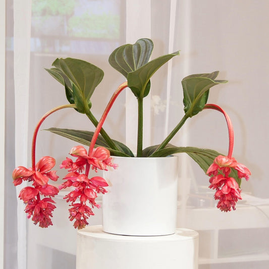 Medinilla Magnifica - 10 Zaden