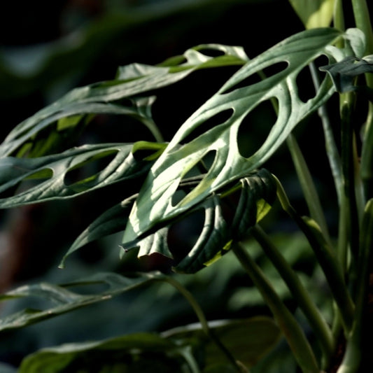 Monstera - 5 Zaden