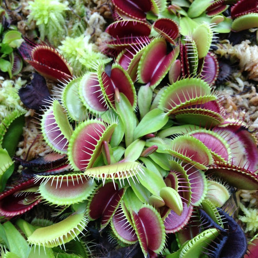 Venus Flytrap Zaden