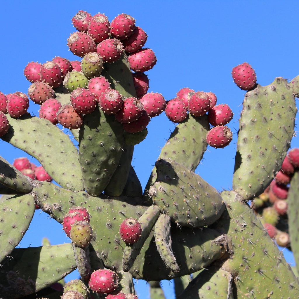 Paarse Schijfcactus Zaden
