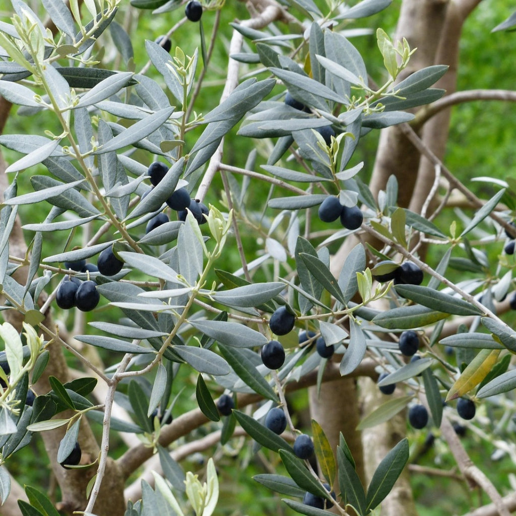Europese Olijf Zaden