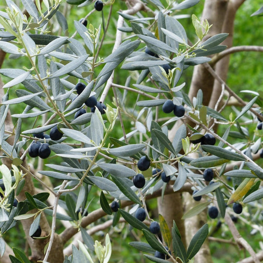 Europese Olijf Zaden