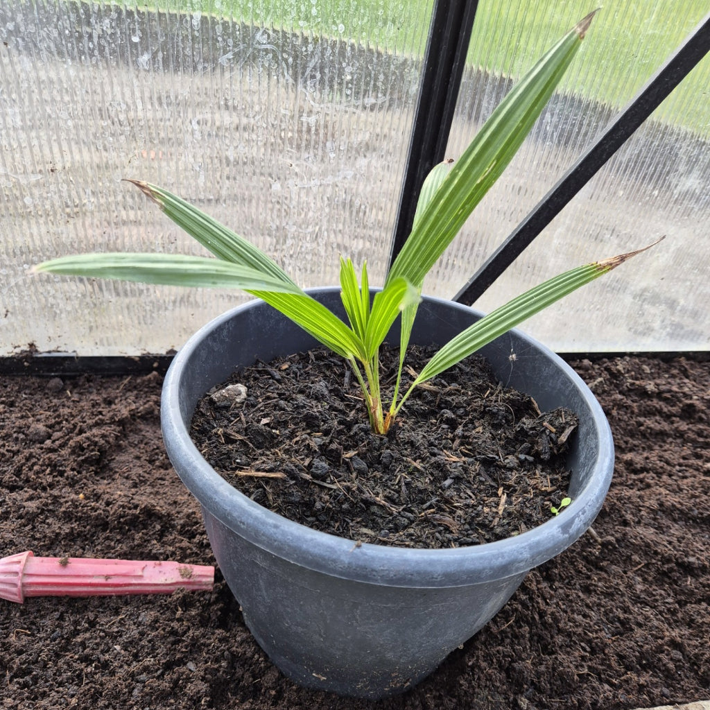 Trachycarpus Fortunei Zaailing