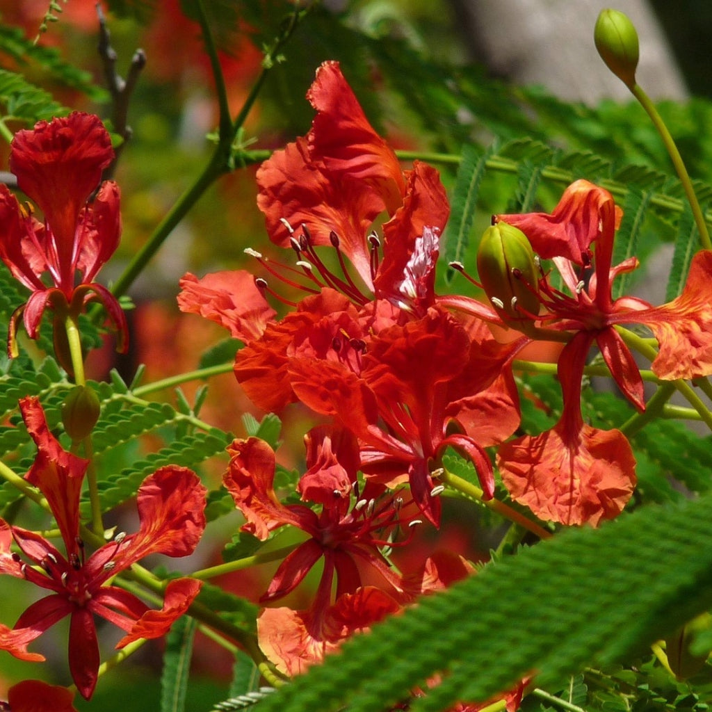 Tropische Pauwenbloem Zaden