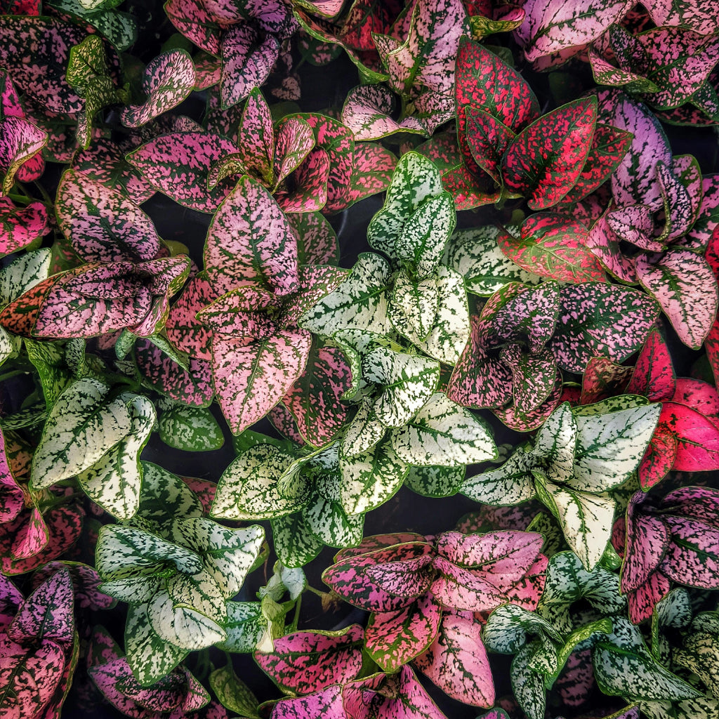 Hypoestes phyllostachya Coloratus Zaden Bundel