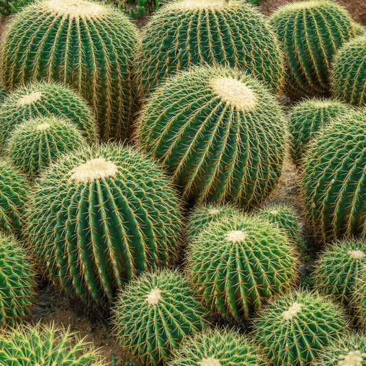 Echinocactus grusonii - 10 Zaden
