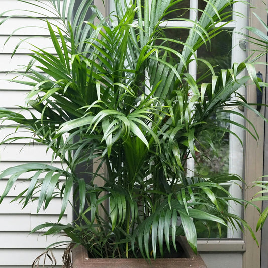 Mexicaanse Bergpalm - 5 Zaden