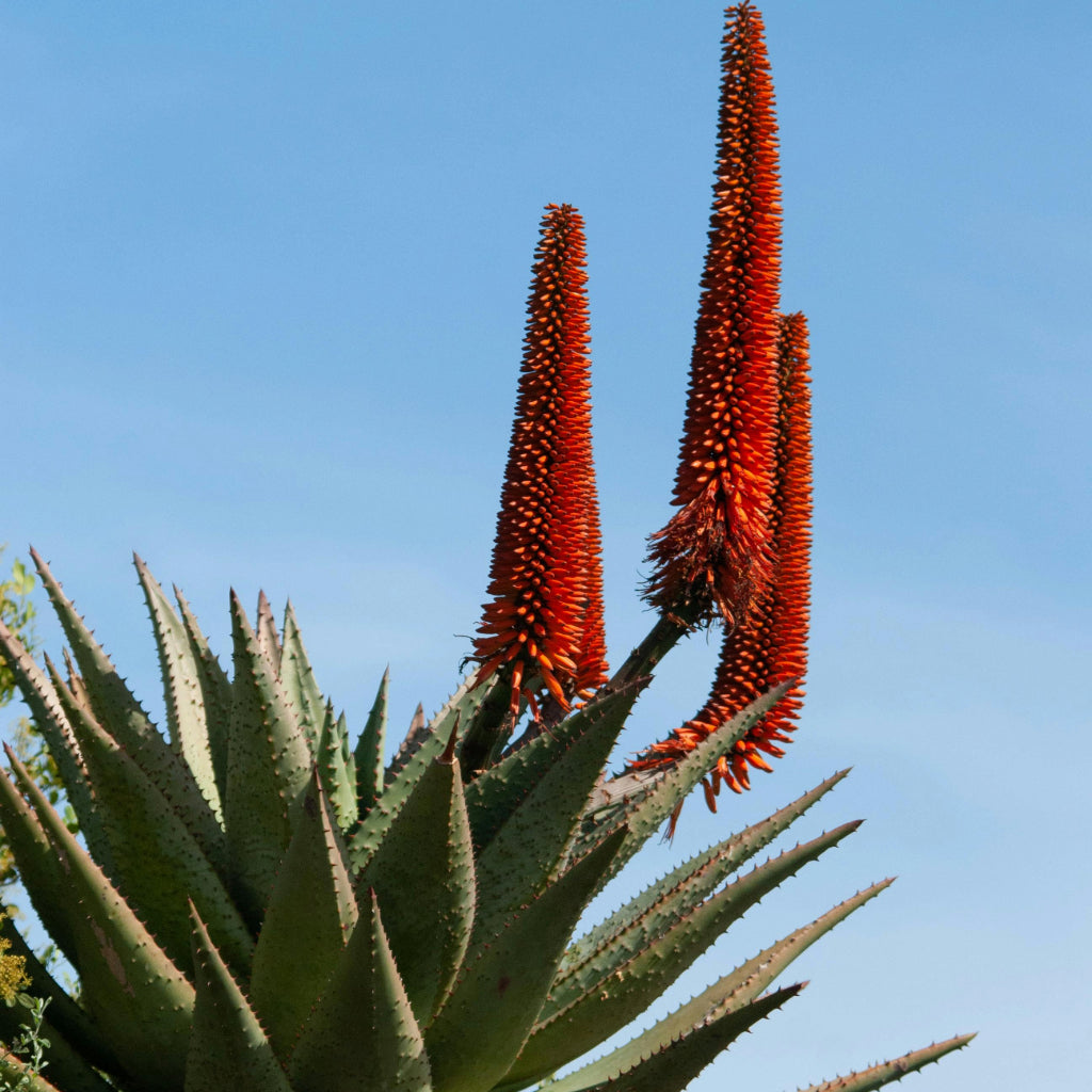 Aloe Africana Zaden