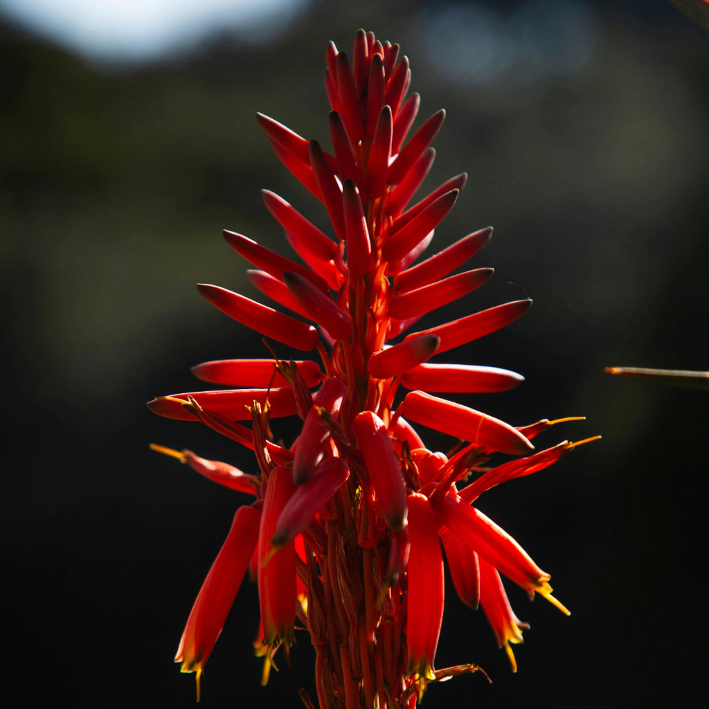 Aloe Peglerae Zaden