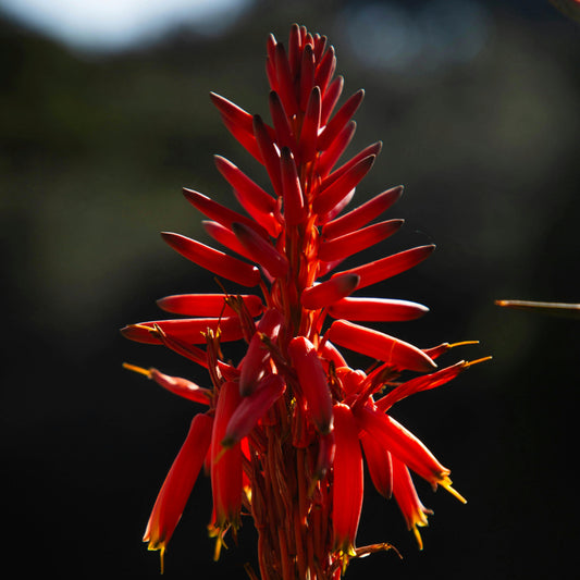 Aloe Peglerae Zaden