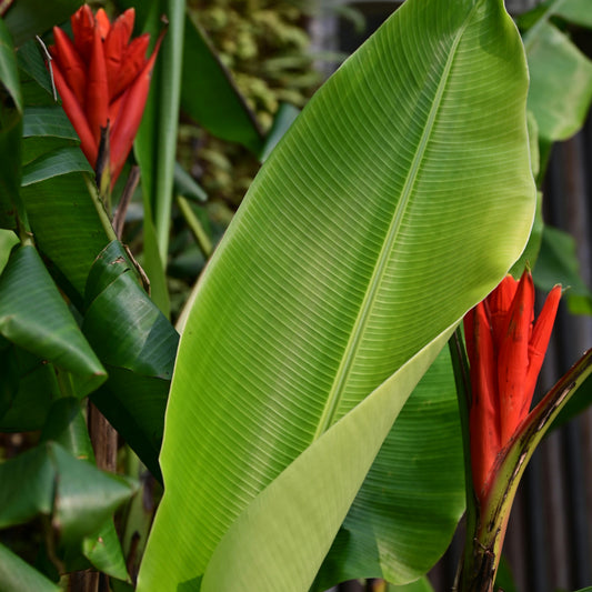 De Rode bananenplant