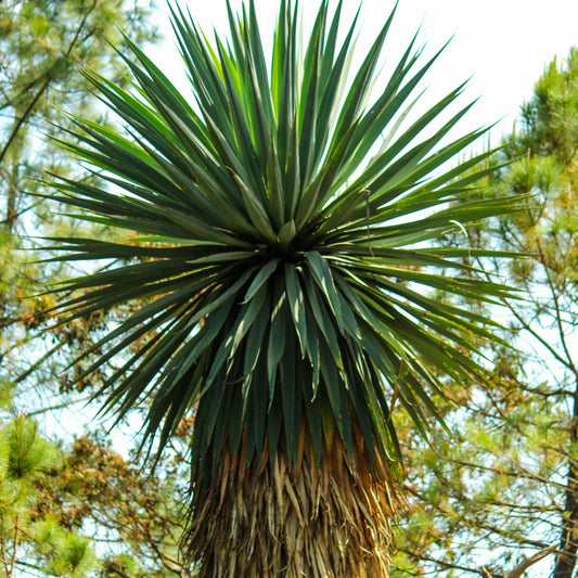 Yucca Rostrata zaden