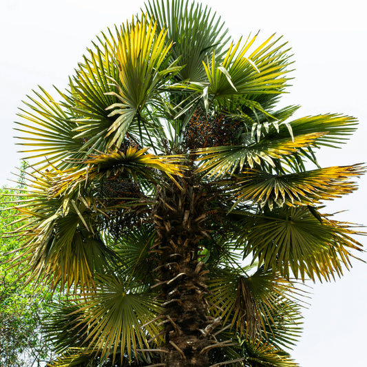 Chinese waaier palm Zaden