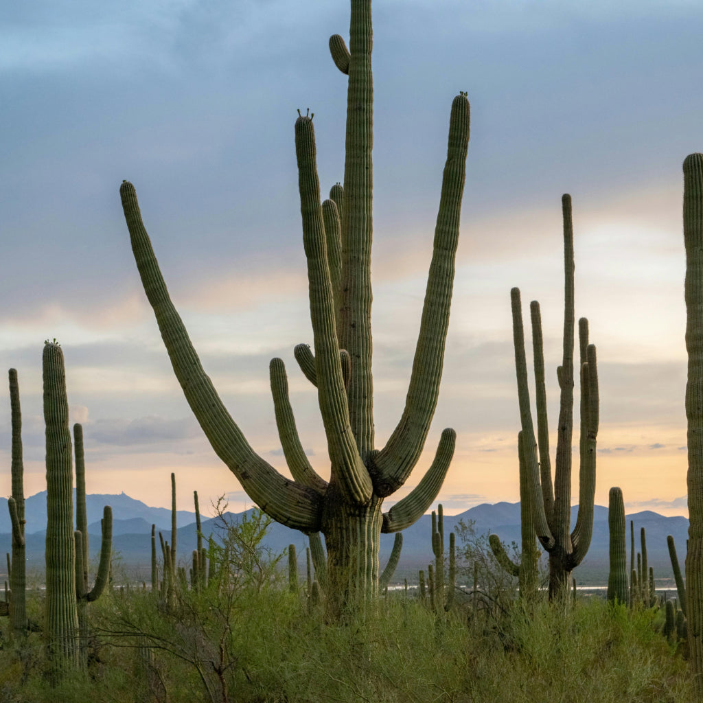 Carnegiea Gigantea - 10 Zaden