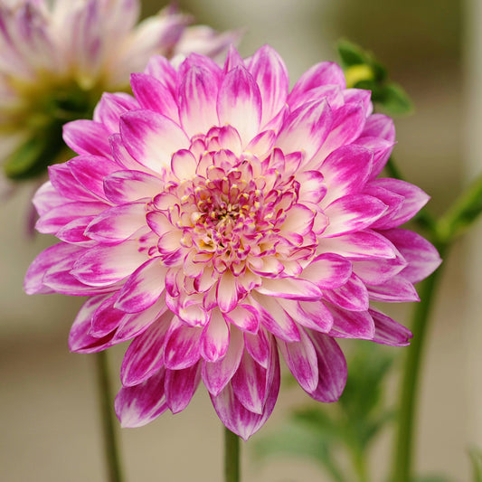 Dahlia Australis - 10 Zaden