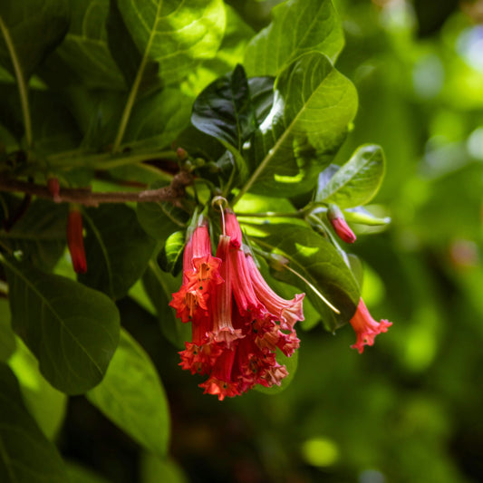 Iochroma Edule Zaden