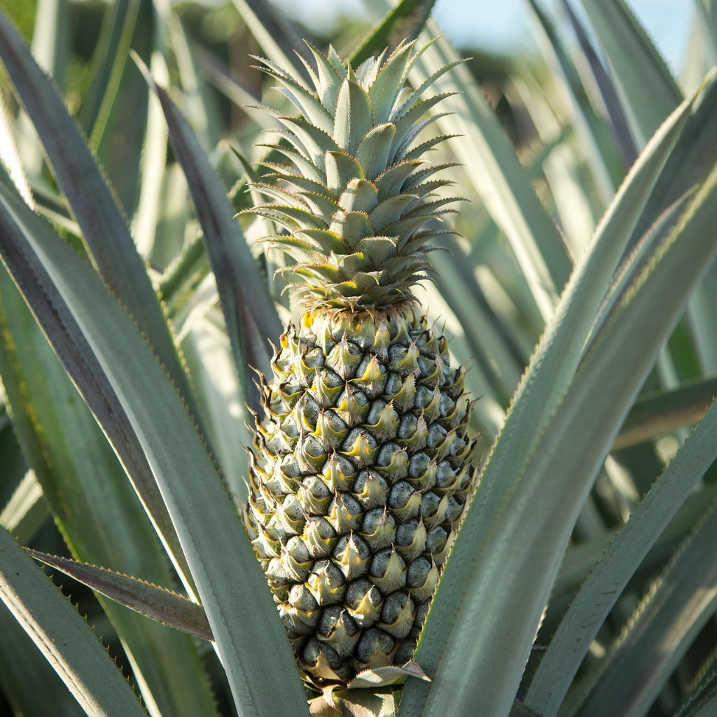 Winterharde Ananas Zaden