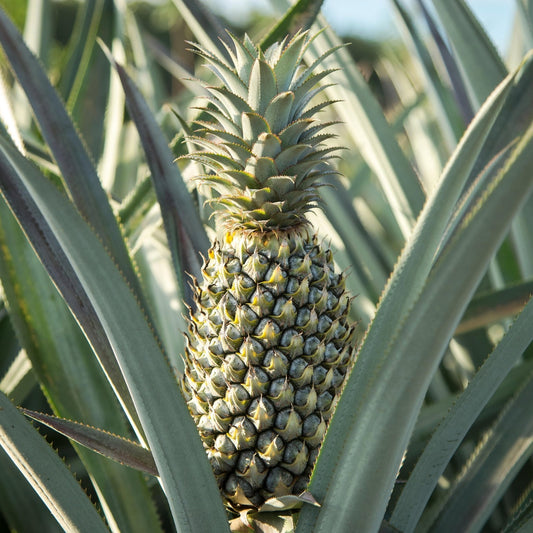 Winterharde Ananas Zaden