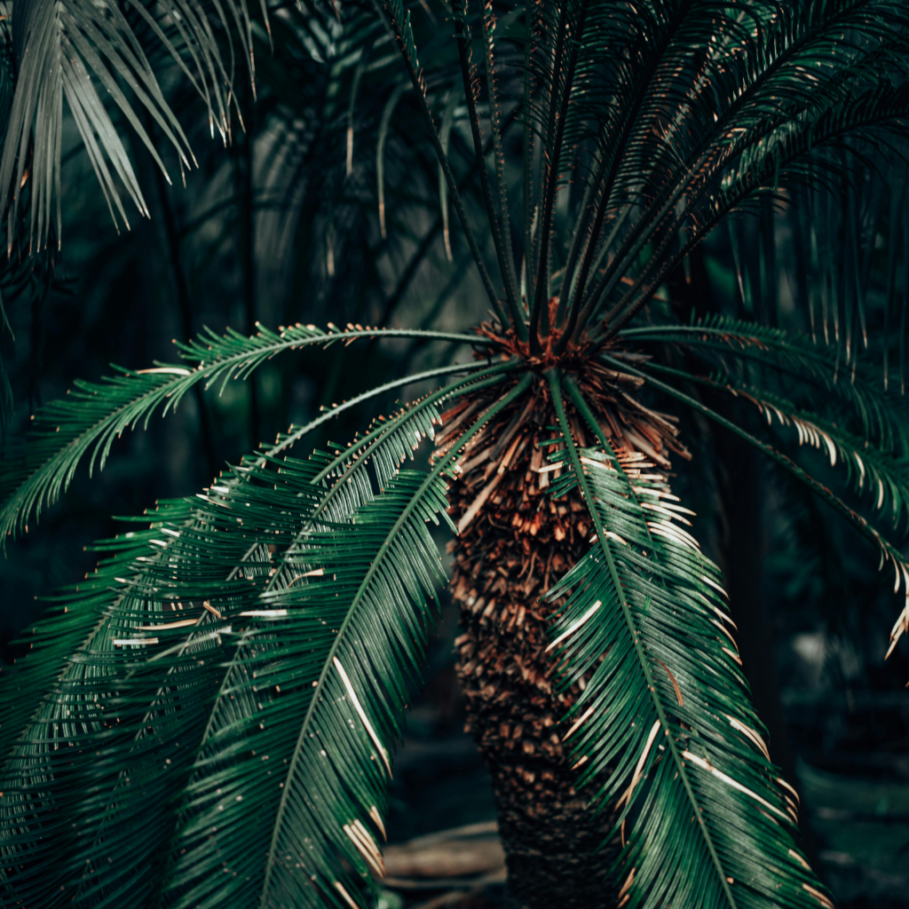 Chamao Sago - 5 Zaden