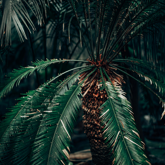 Chamao Sago - 5 Zaden