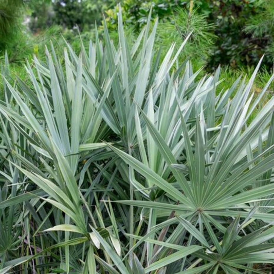 Zaagpalm