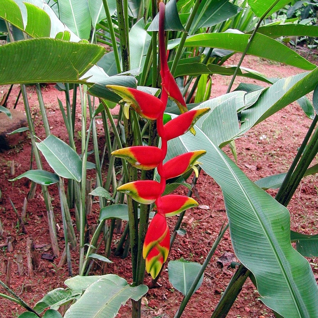 Heliconia Champneiana - 10 Zaden