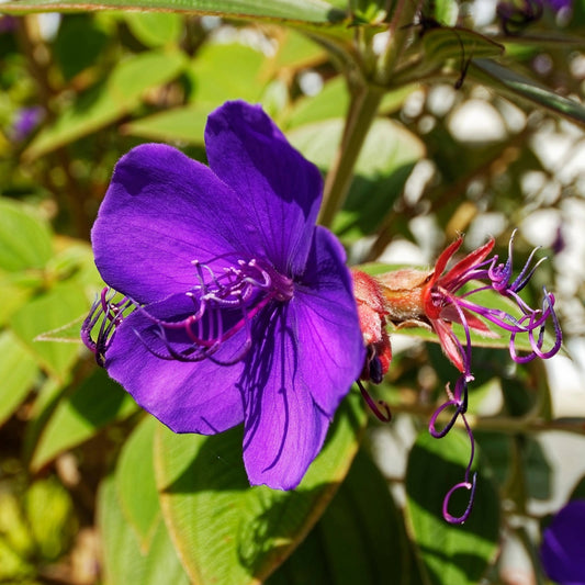 Karmijn prinsesbloem Zaden