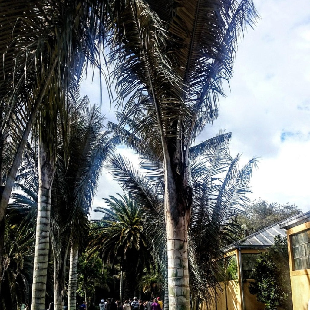 Colombiaanse Waspalm Zaden