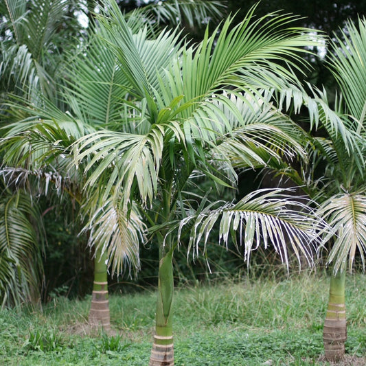 Bangalow palm - 5 Zaden