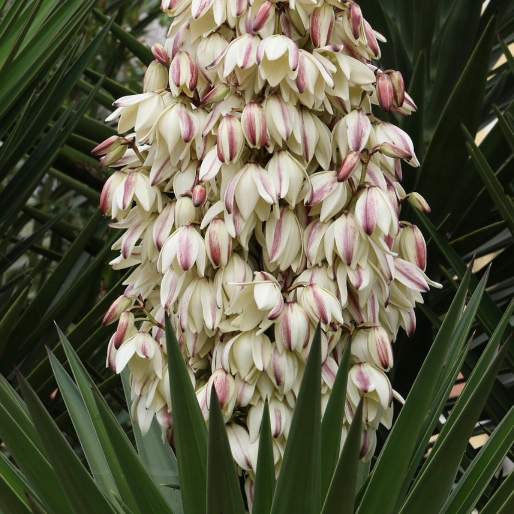 Yuccazaden  Mysteryset