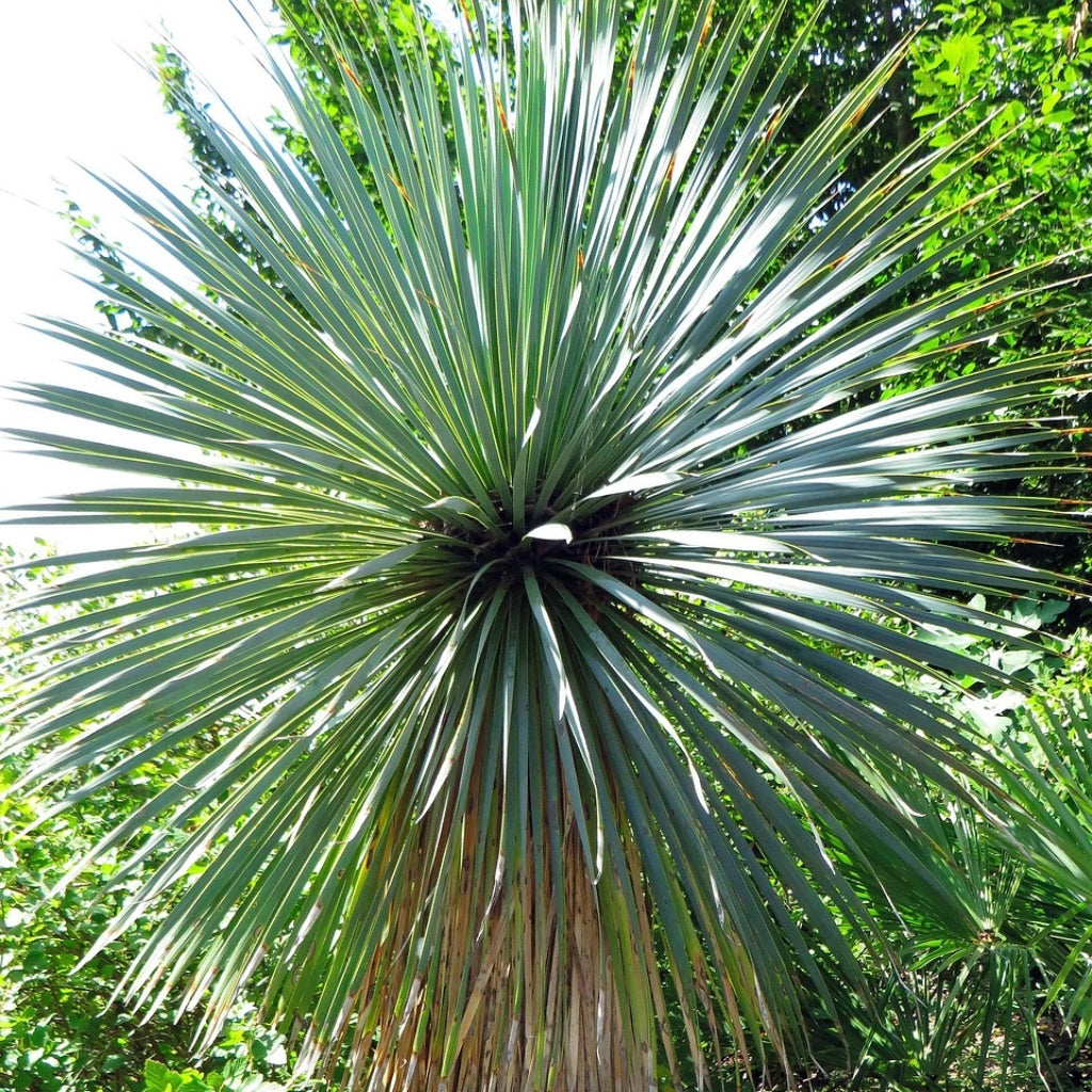 Yucca Torreyi Zaden